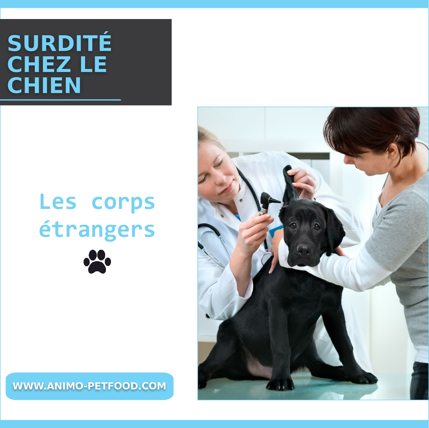 surdité chez le chien corps étrangers